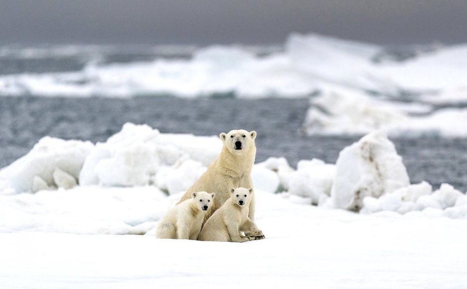 Национальный Арктический заповедник Аляска