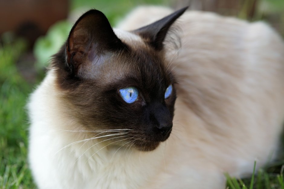 Тайская Балинезийская кошка