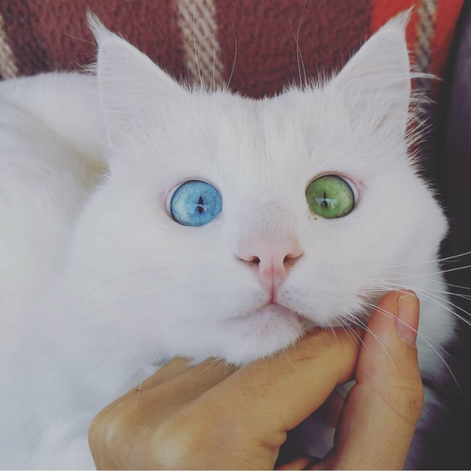 Гетерохромия у кошек белых