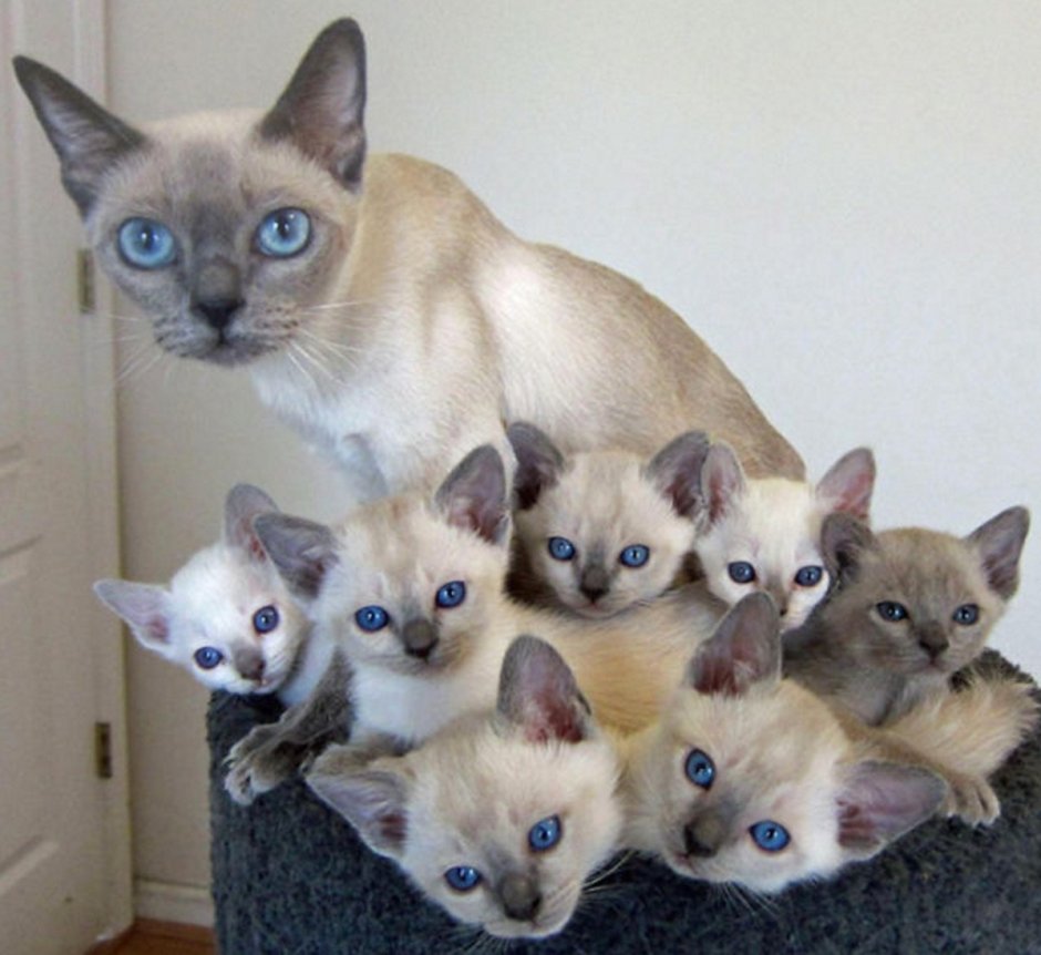 Тонкинская кошка котята