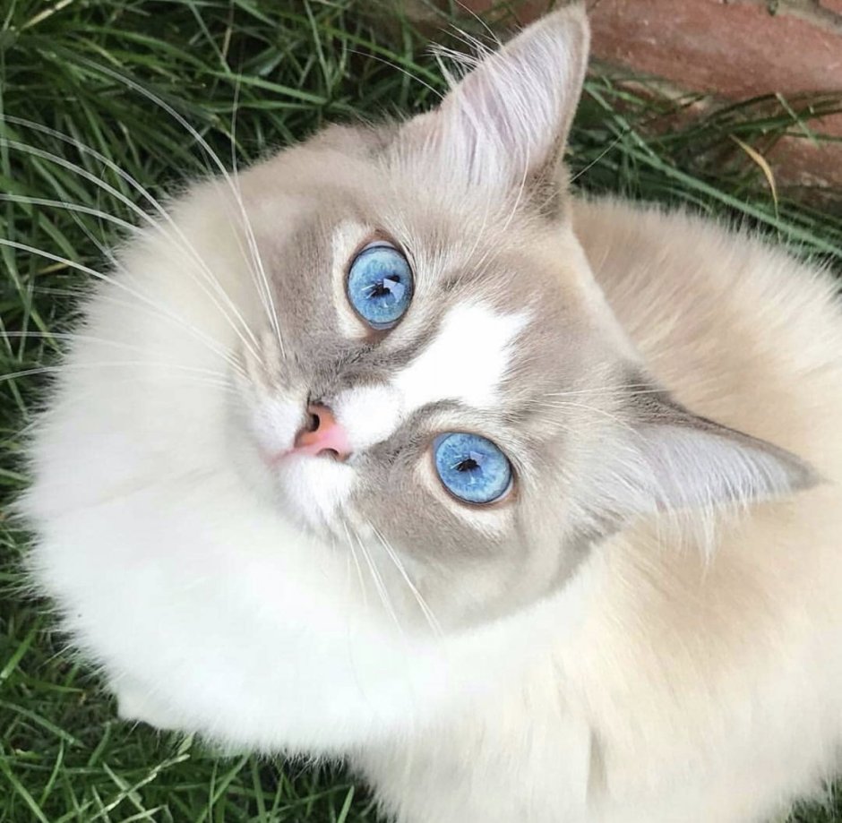 Котята Близнецы