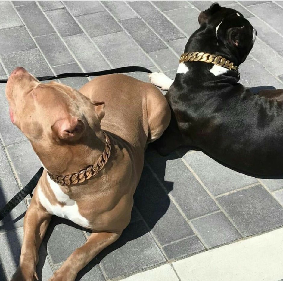 Pet Aesthetics