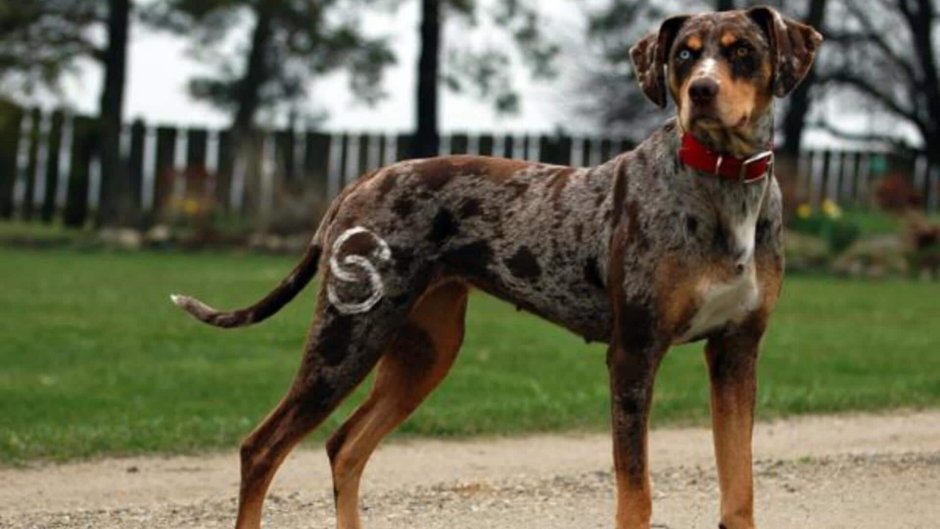 Catahoula ретривер