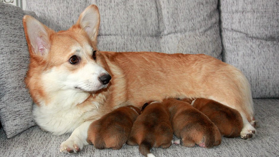 Вельш корги пемброк палевый