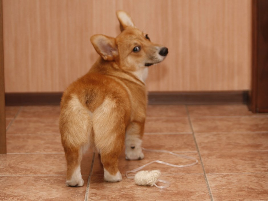 Вельш корги пемброк
