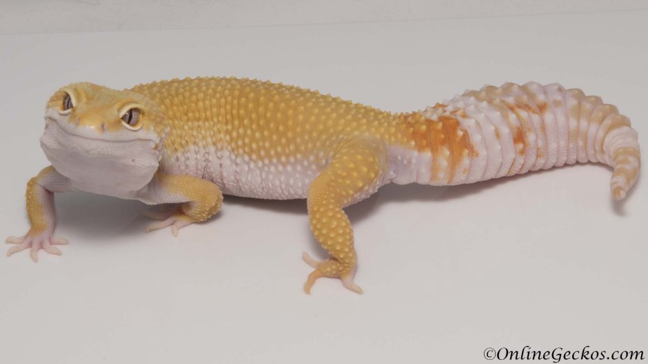 Эублефар Tremper Albino