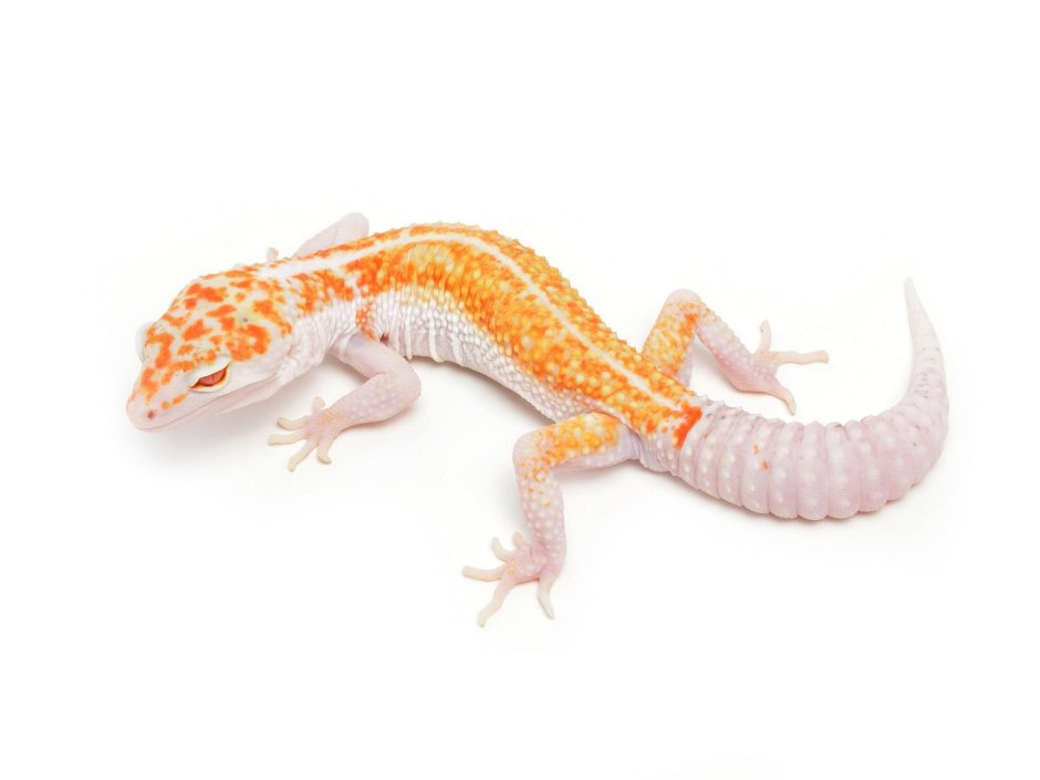 Eyes and Morphs of the Leopard Gecko