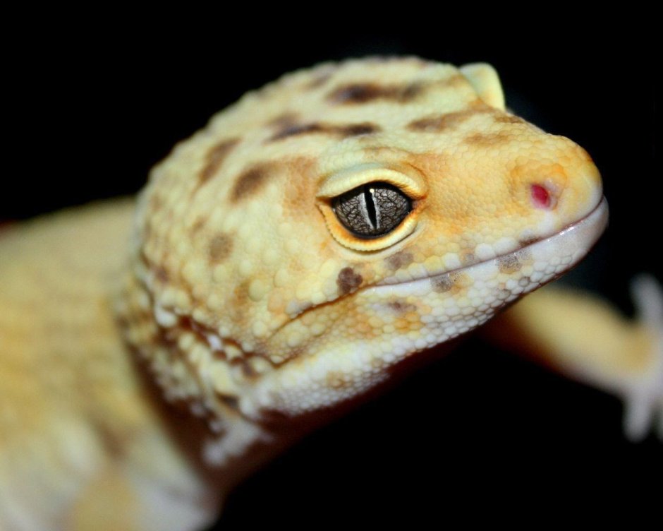 Eublepharis satpuraensis