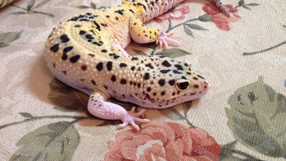 Leopard Gecko Hypo