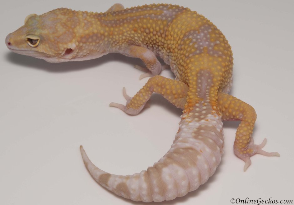 Эублефар super Hypo Tangerine