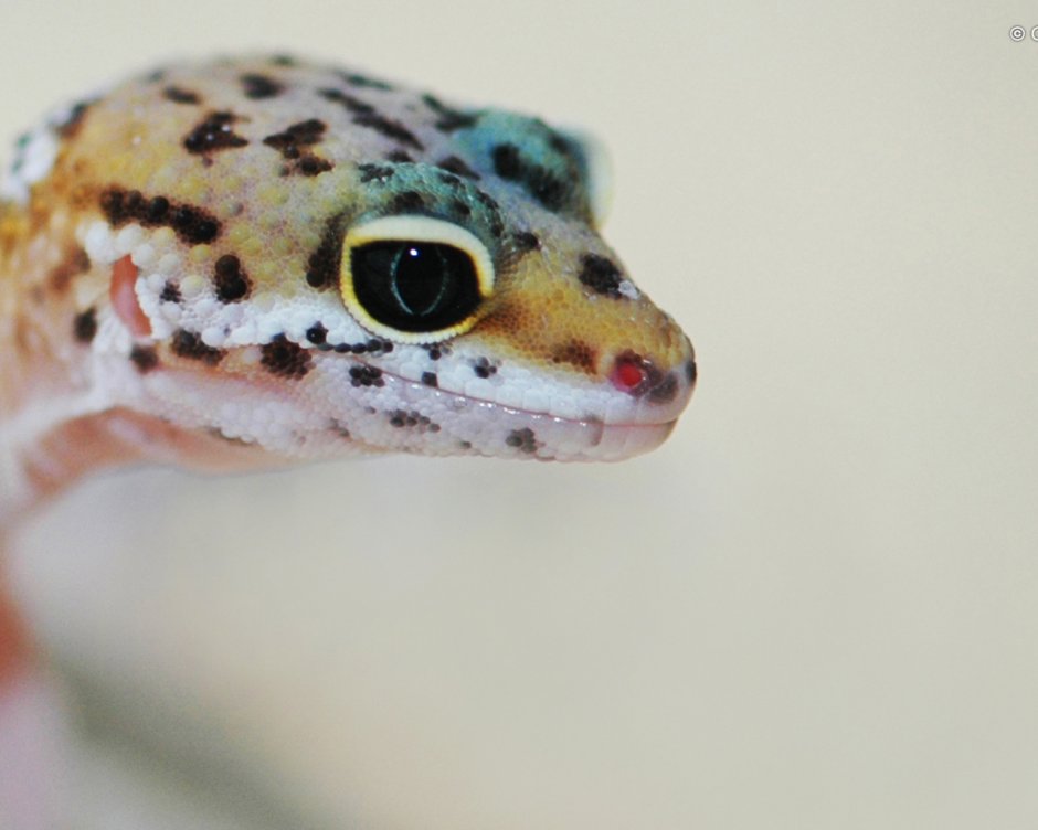 Leopard Gecko Tremper Albino