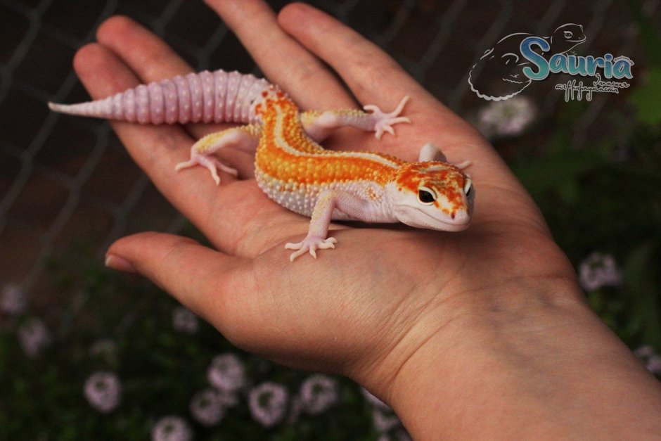 Giant Leopard Gecko