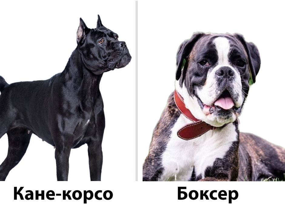 Каких собак можно перепутать