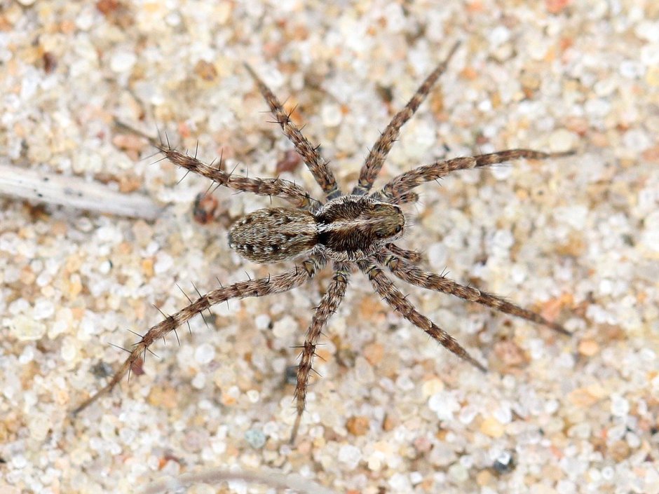 Pardosa Agrestis