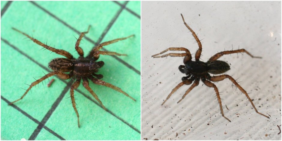 Pardosa pullata