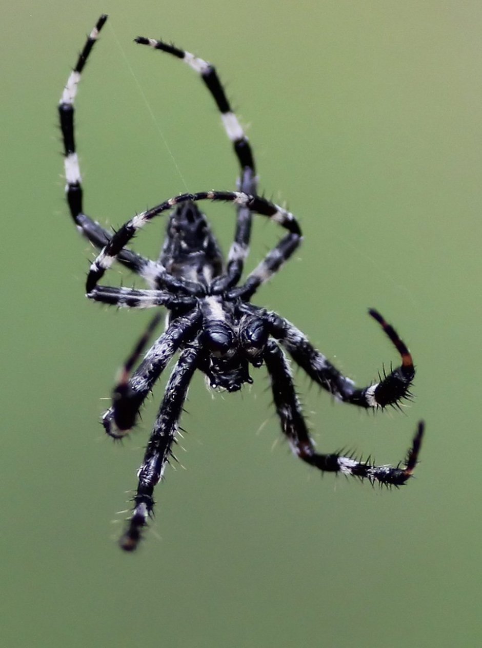Паук Araneus angulatus