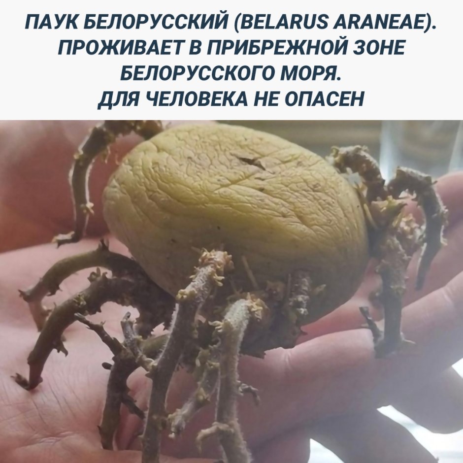 Южнорусский Тарантул черный