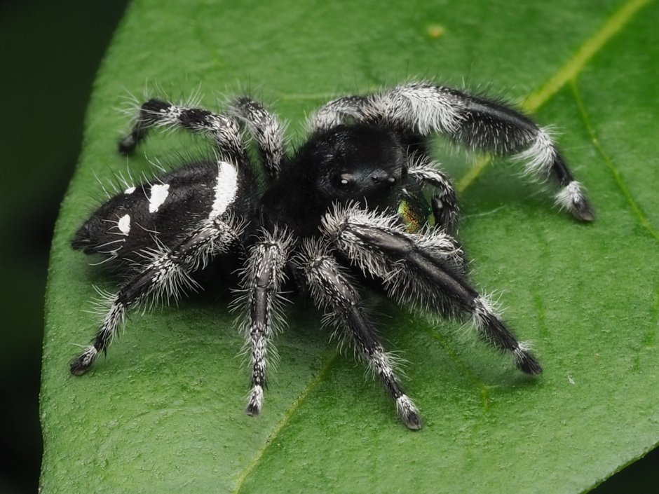 Regius Phidippus спаривание