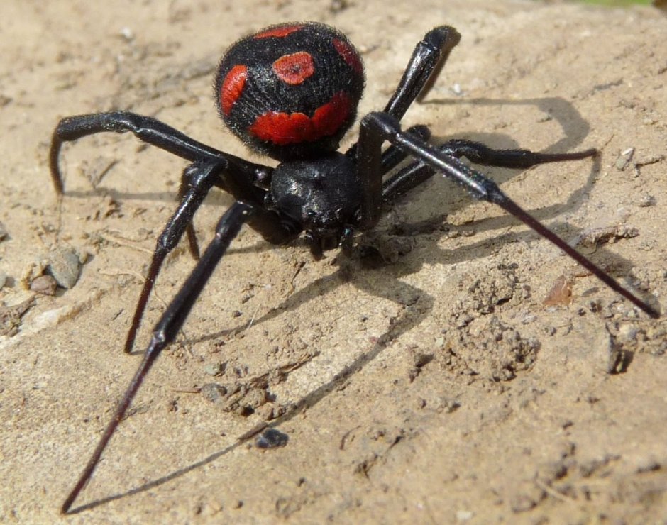Паук Eusparassus walckenaerius