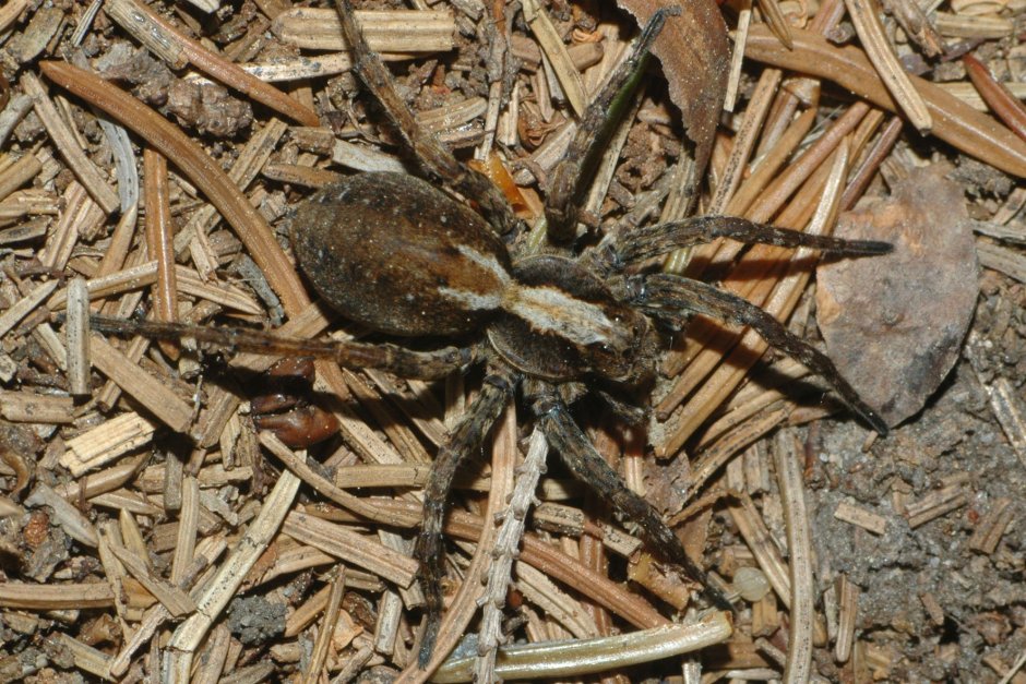 Обыкновенный крестовик - Araneus diadematus
