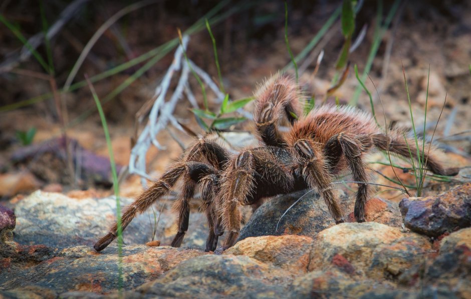 Parasteatoda Lunata