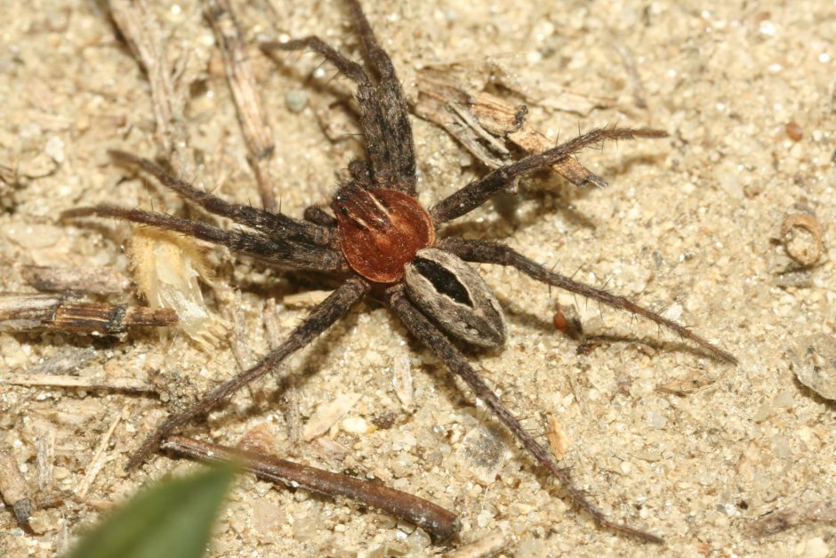 3 Legged Spider on bat