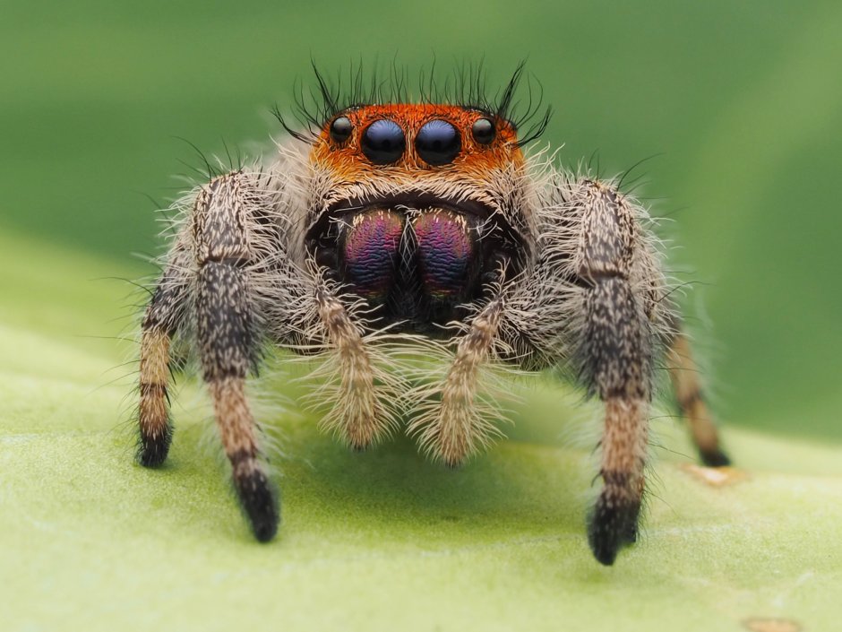 Typhochlaena seladonia