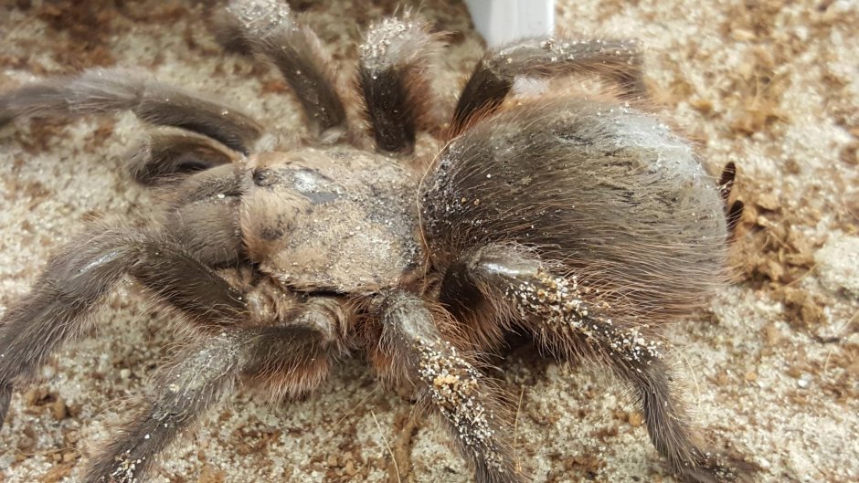 Araneus diadematus - крестовик