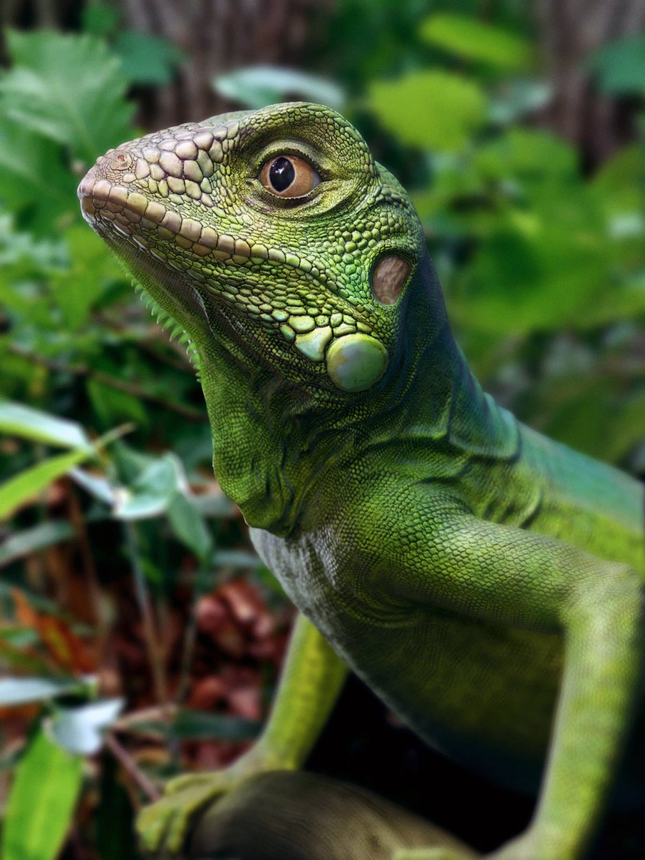 Зеленая игуана (Iguana Iguana)