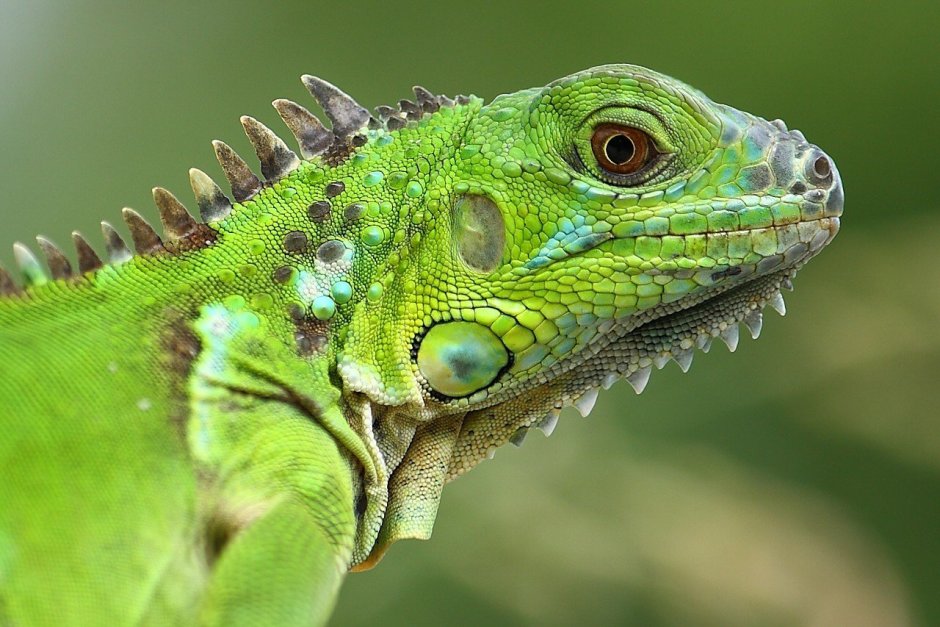 Зеленая игуана (Iguana Iguana)