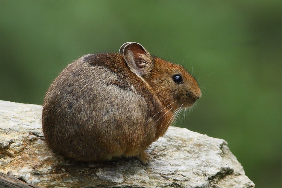 Ochotona koslowi