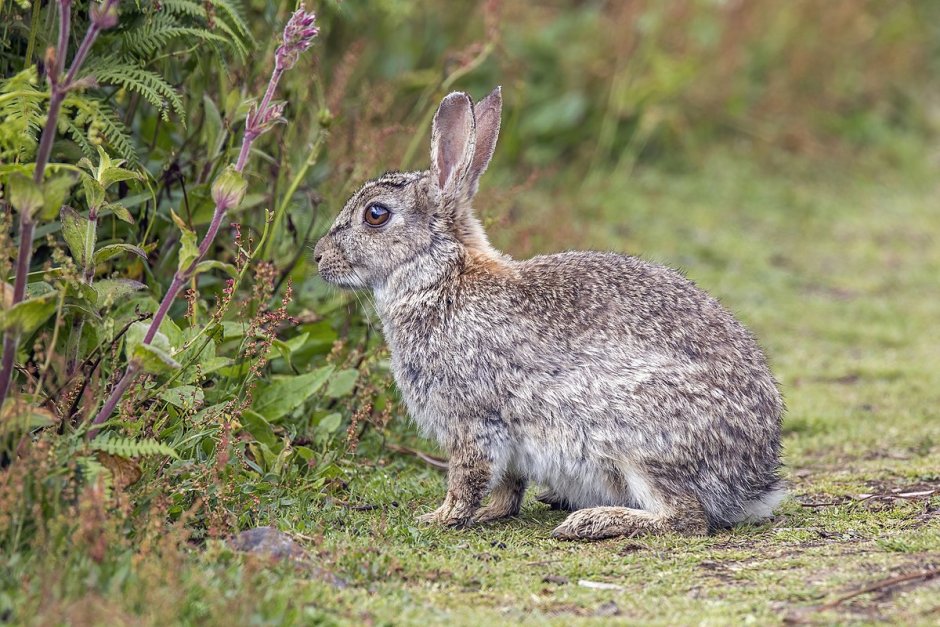 Отряд зайцеобразные (Lagomorpha).