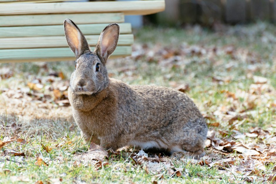 Eastern Cottontail Rabbit