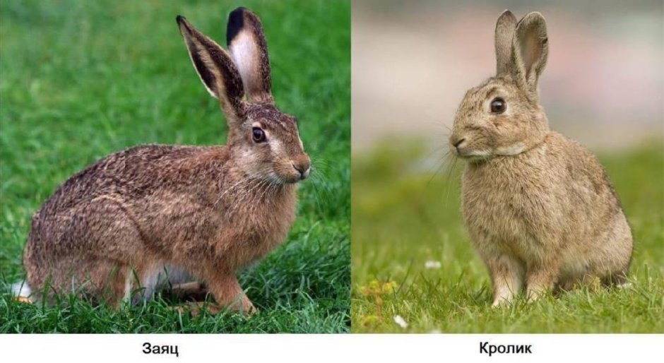 Заяц и кролик