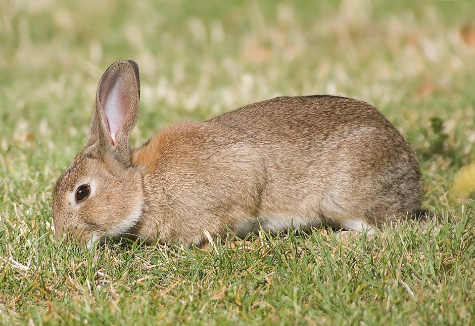 Дикий кролик Oryctolagus cuniculus