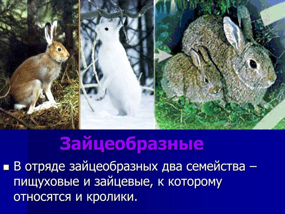 Семейства отряда зайцеобразные