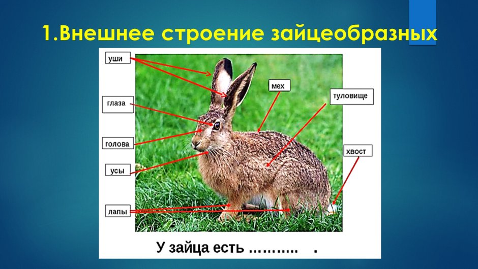Внешнее строение зайцеобразных