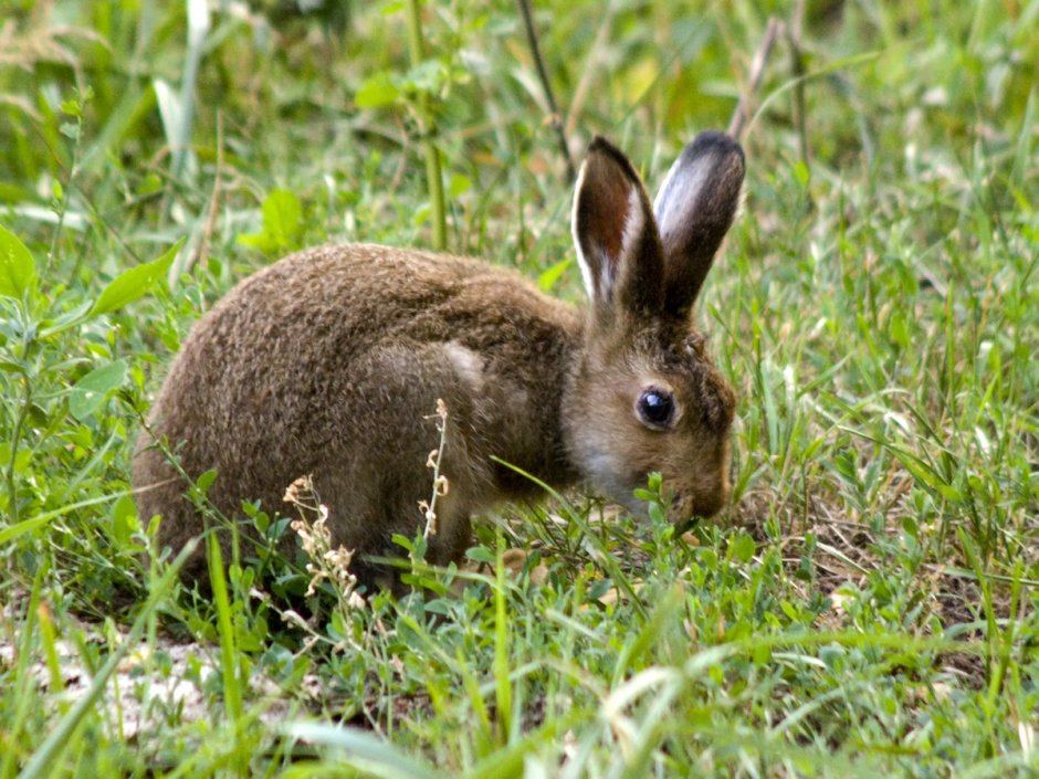 Заяц-Беляк – Lepus timidus Linnaeus, 1758