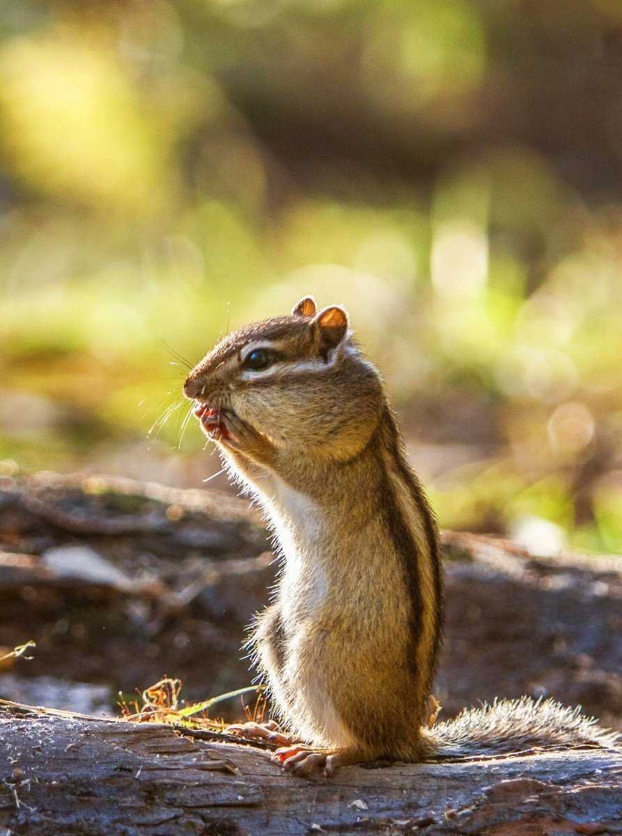 Бурундук Дальневосточный