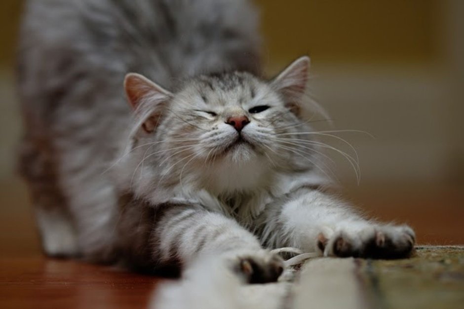 Котенок подтягивается
