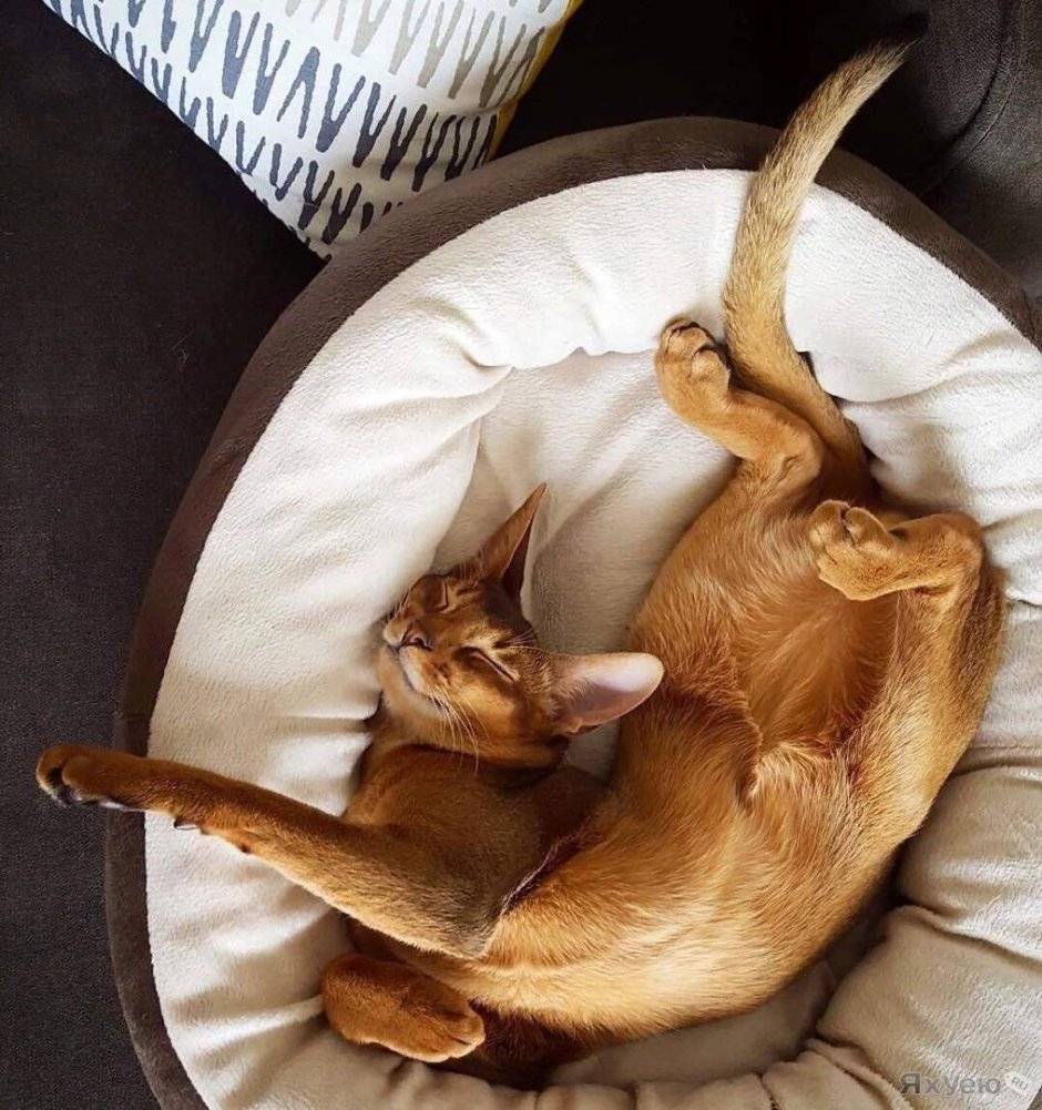 Кошачьи потягушки