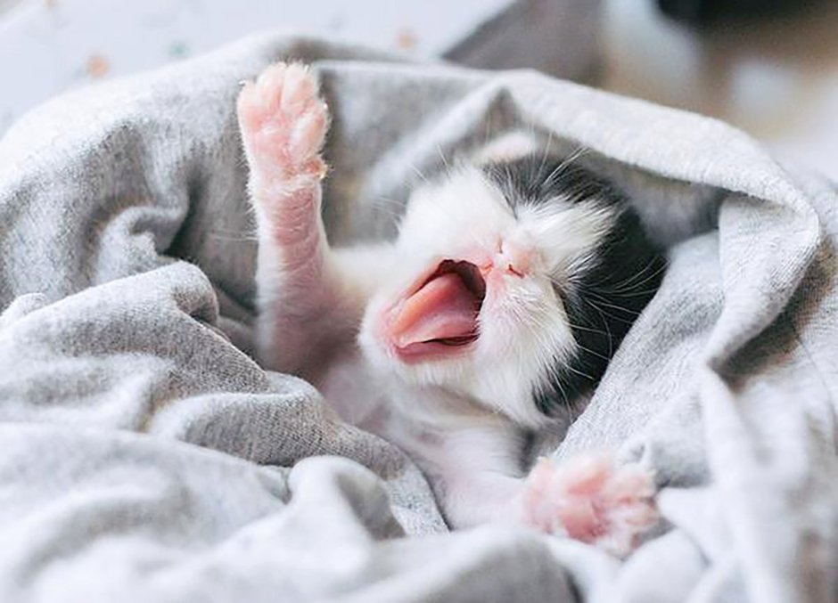 Котенок под одеялом