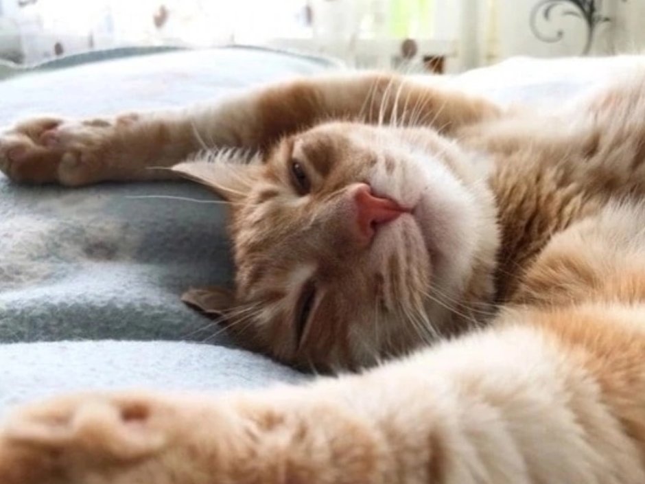Котики утром потягушки