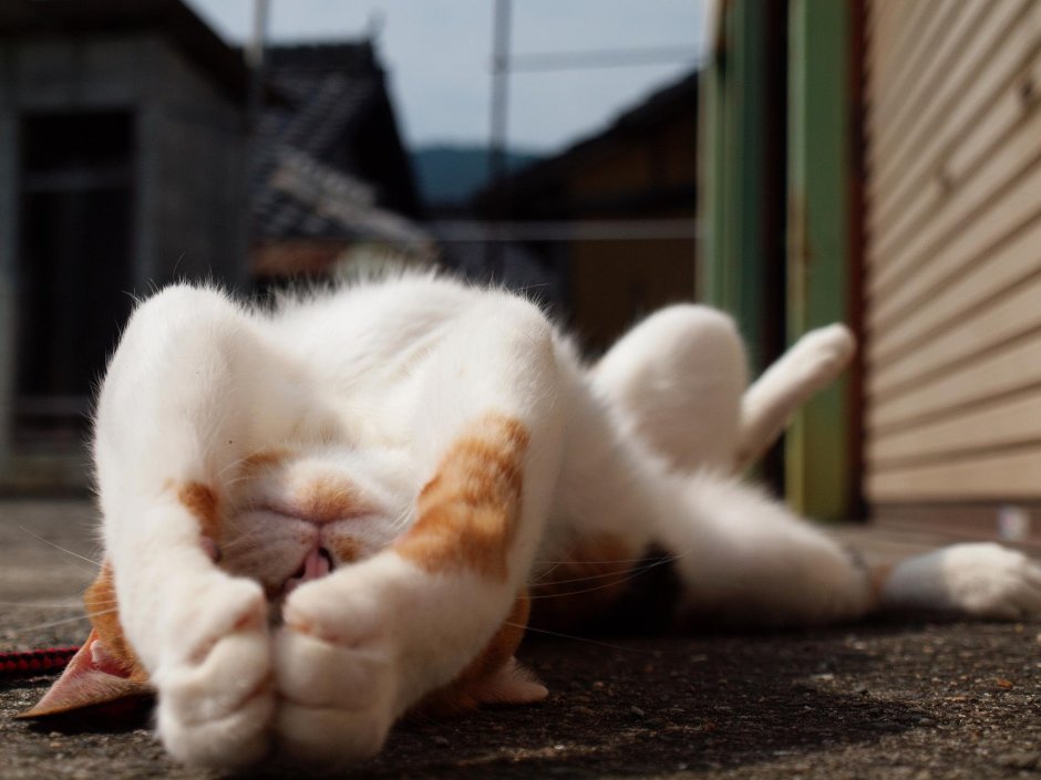 Ленивый котик