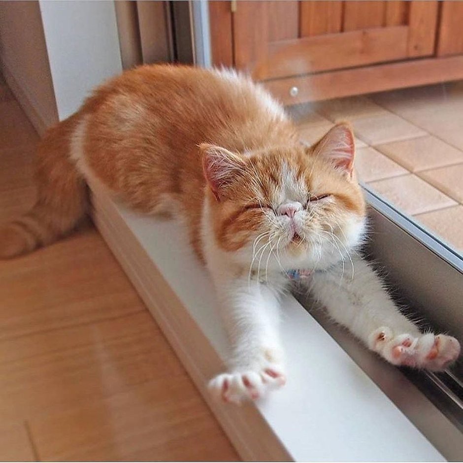Кот потягивается