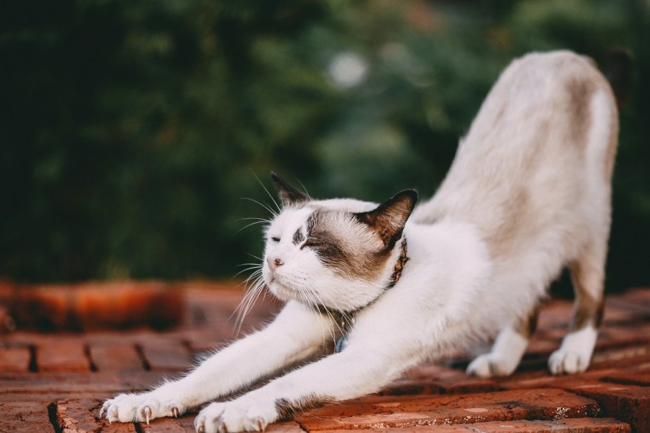 Кошка потягушки