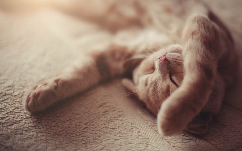Котенок подтягивается