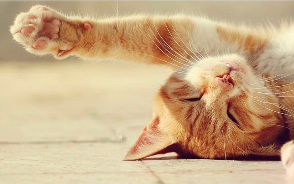 Котик потягивается