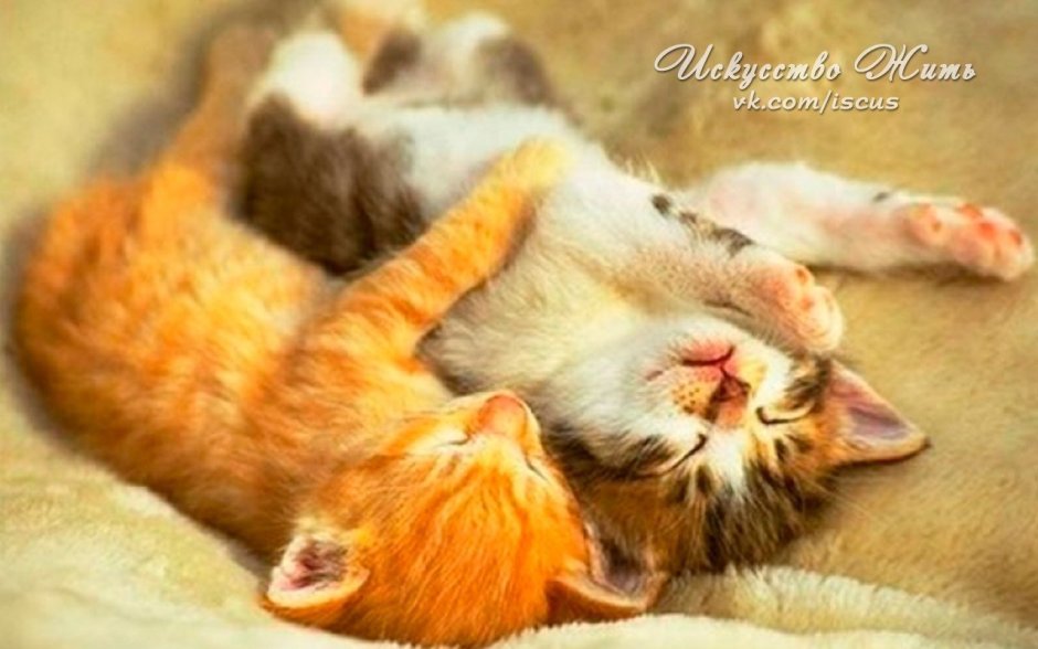 Котики обнимаются