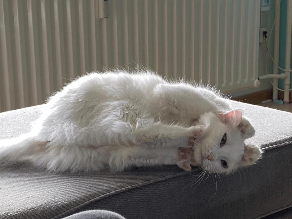 Потягушки кота